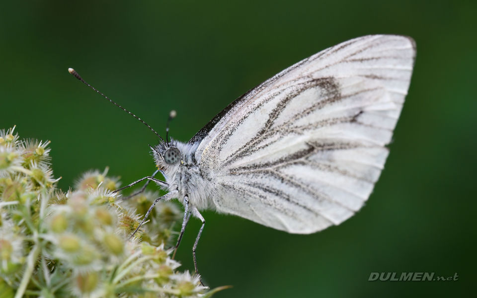 Green-Veined White (Pieris napi)